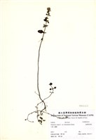藏品(野薄荷)的圖片